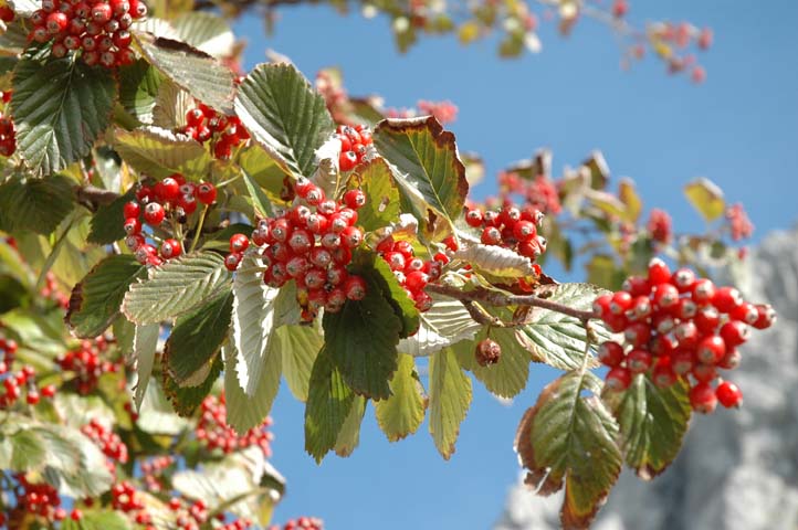 Sorbus aria